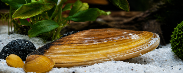 Was fressen Süßwassermuscheln? Die richtige Ernährung im Aquarium