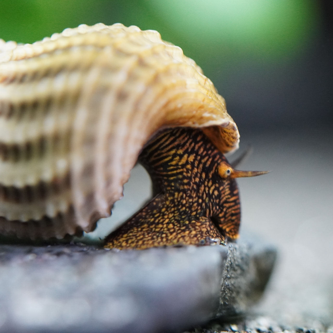 Tylomelania richtig halten im Aquarium
