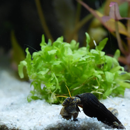 Pinselalgen im Aquarium – Ursachen und Lösungen