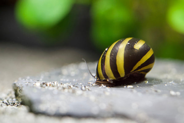 Warum verlässt meine Rennschnecke das Aquarium?