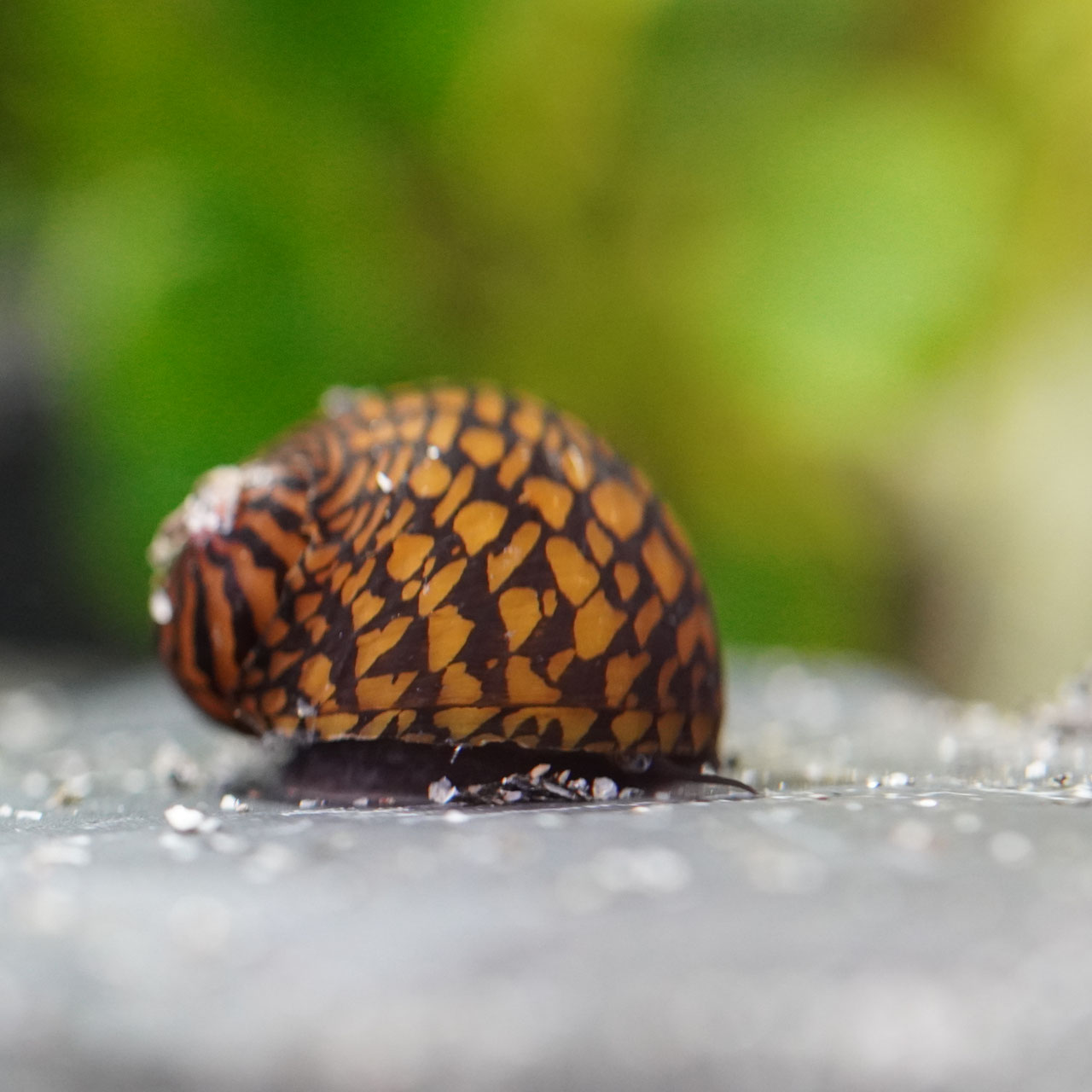 Gehäuseschäden bei Rennschnecken – Ursachen erkennen und richtig handeln
