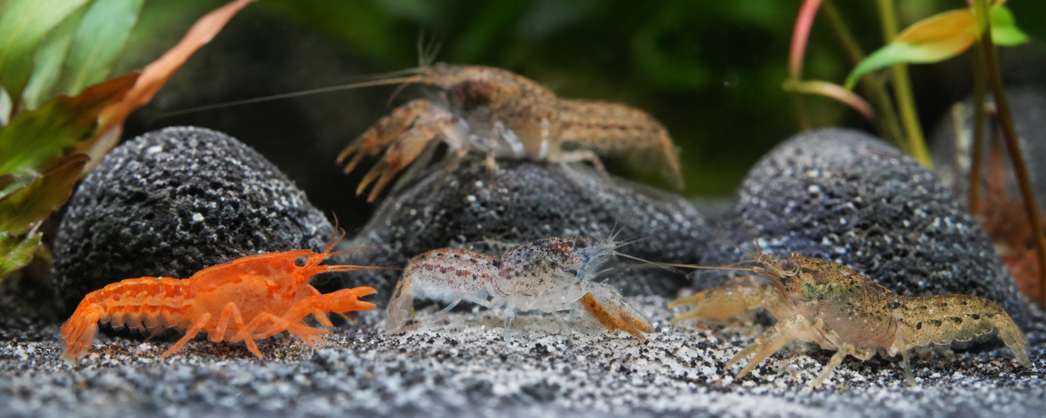 Zwergflusskrebse kaufen – CPO & Cambarellus fürs Aquarium