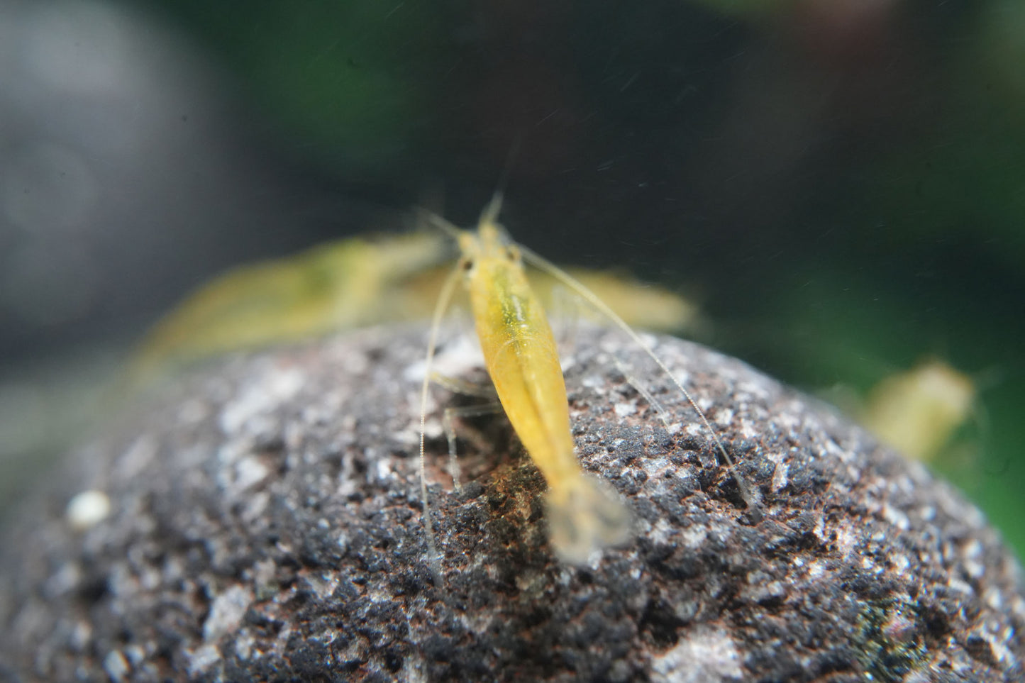 gelbe Amanogarnele (caridina multidentataim im Aquarium auf einen Lavastein