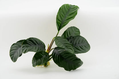 Anubias barteri 'Coffeifolia' Kaffeeblatt-Anubias Rhizom (submers)