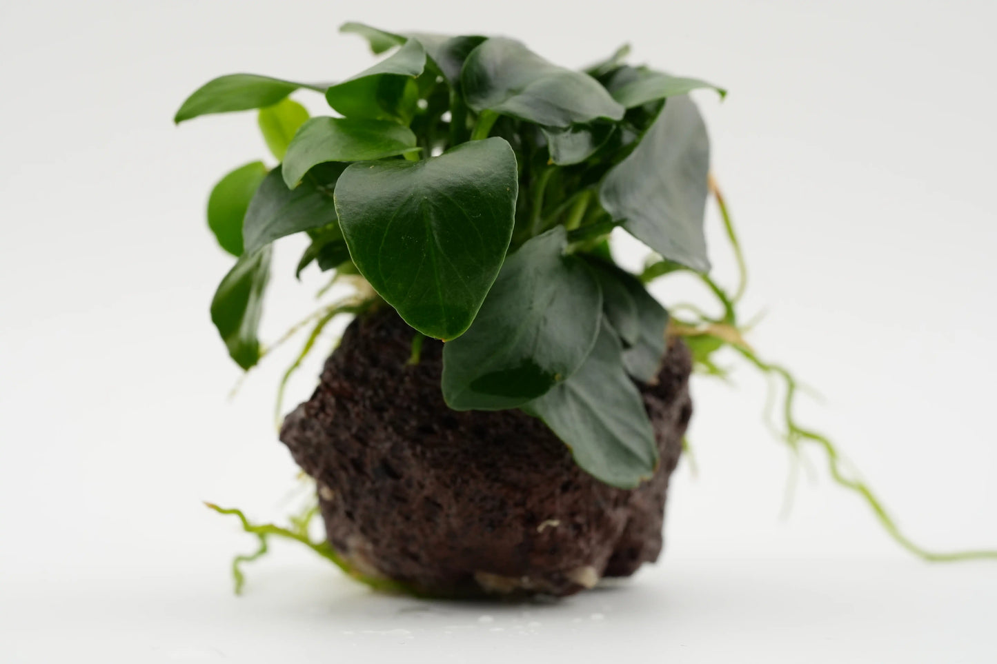 Anubias barteri var. nana 'Bonsai' Bonsai-Zwergspeerblatt auf Lavastein gewachsen