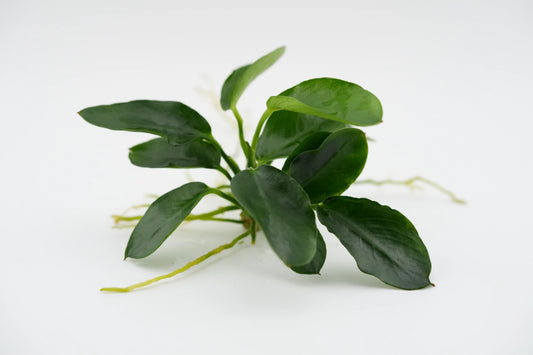 Anubias Dark moon Rhizome mit Wurzel