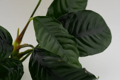 Anubias barteri 'Coffeifolia' Kaffeeblatt-Anubias Rhizom (submers)