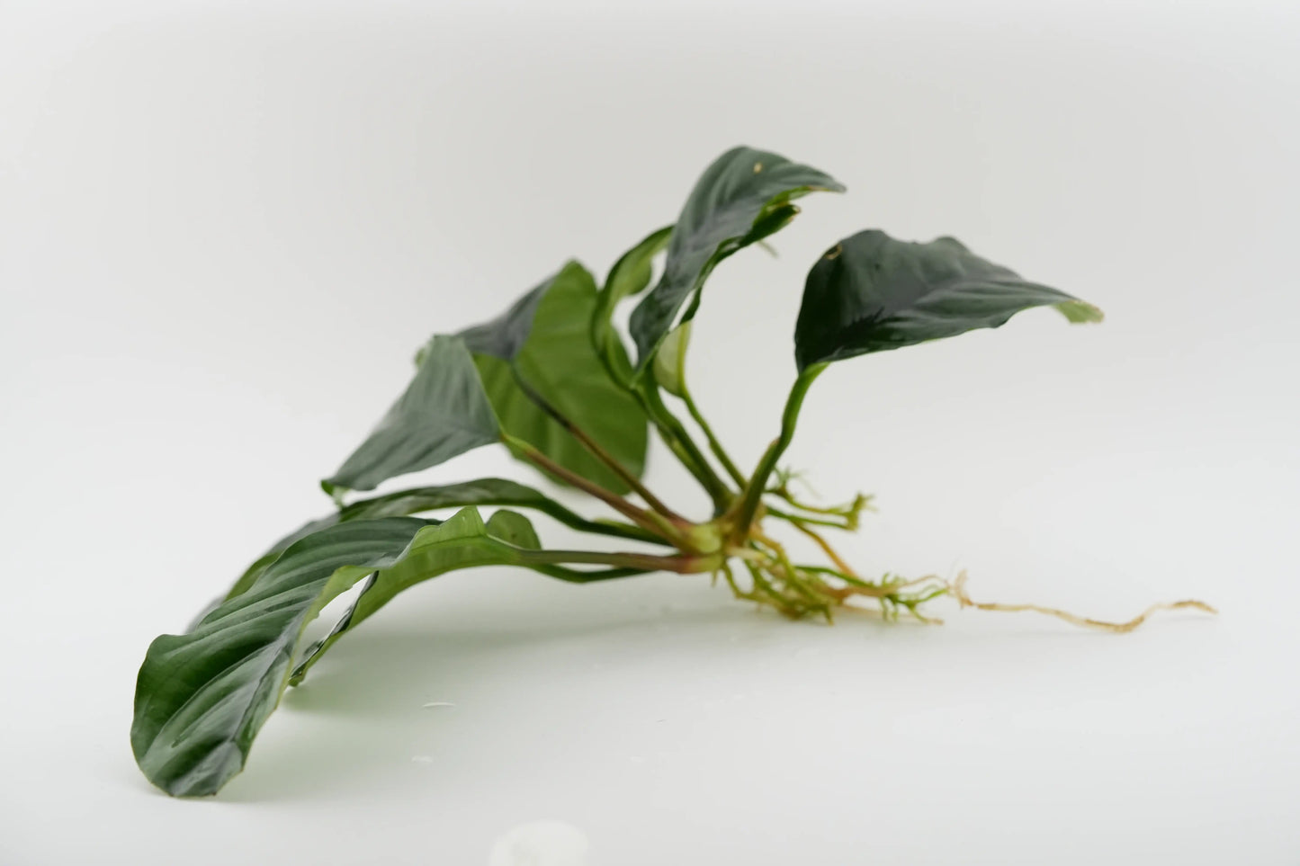 Anubias barteri 'Coffeifolia' Kaffeeblatt-Anubias Rhizom (submers)