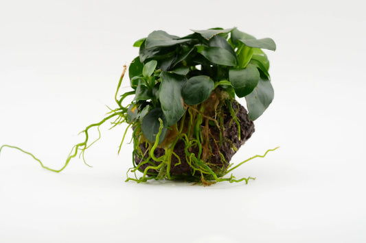 Marcoaufnahme anubias nana bonsai auf Lavastein