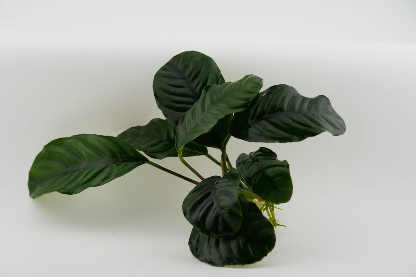 Anubias barteri 'Coffeifolia' Kaffeeblatt-Anubias Rhizom (submers)