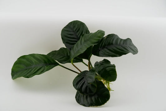 Anubias coffeifolia mit Wurzeln shop Produkt