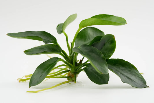 Anubias dark moon Nahaufnahme shop Produkt