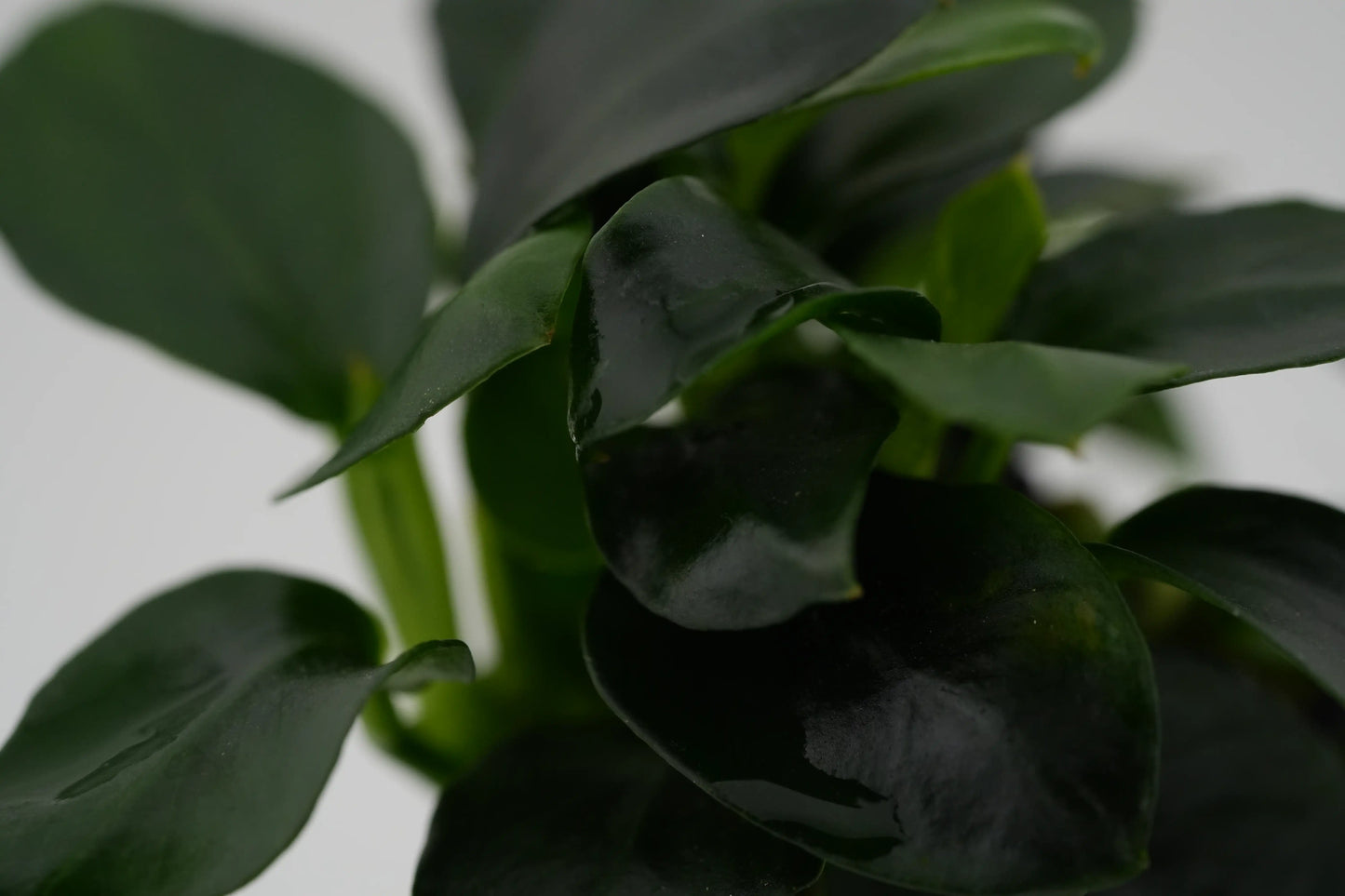 Anubias barteri var. nana 'Bonsai' Bonsai-Zwergspeerblatt auf Lavastein gewachsen
