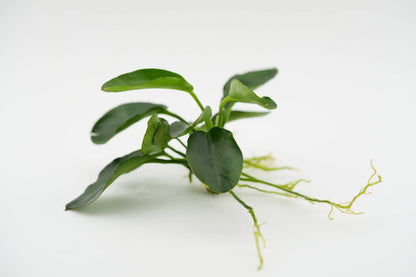 Anubias barteri var. nana 'Bonsai' Bonsai-Anubias Rhizom (submers)