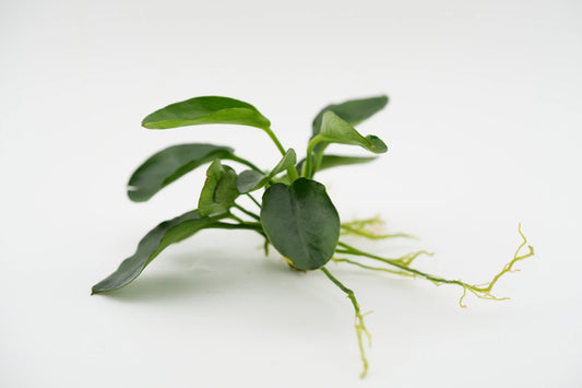 Wasserpflanze anubias mit Wurzeln