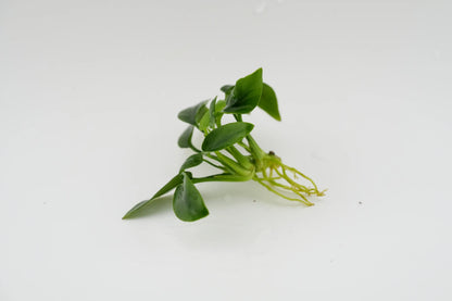 Anubias barteri var. nana 'Bonsai' Bonsai-Anubias Rhizom (submers)