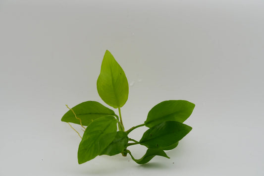 Anubias nana gold Wasserpflanze Nahaufnahme