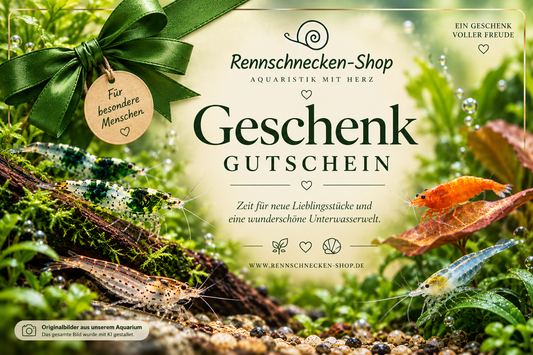 Geschenkgutschein Rennschnecken-Shop
