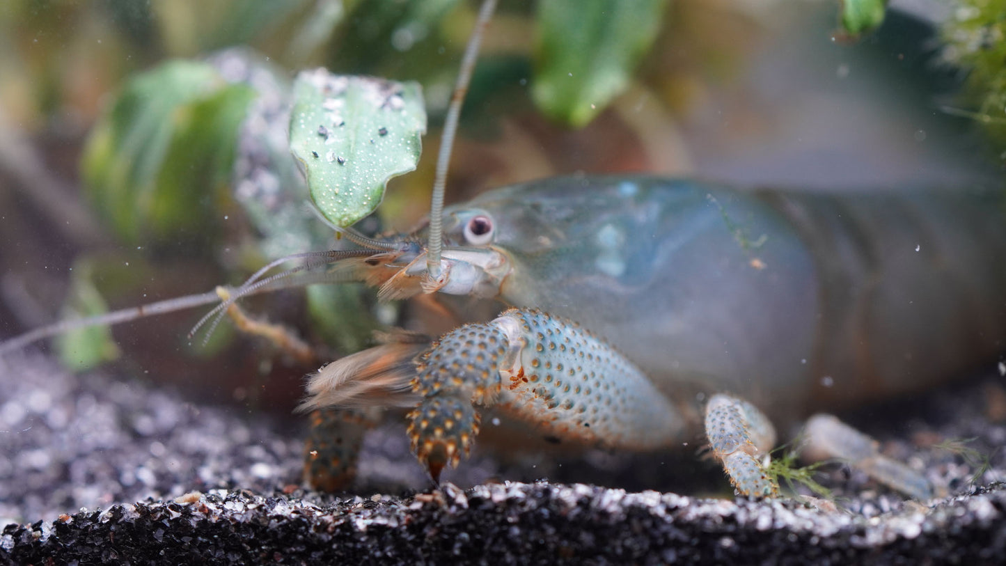 Blaue Monsterfächergarnele (atya gabonensis) die in die Kamera guckt