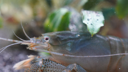 Blaue Monsterfächergarnele (atya gabunensis) die unter einer Pflanze sitzt