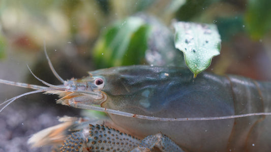 Blaue Monsterfächergarnele (atya gabunensis) die unter einer Pflanze sitzt