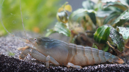Blaue Monsterfächergarnele (atya gabonensis)auf dunklen Bodengrund 