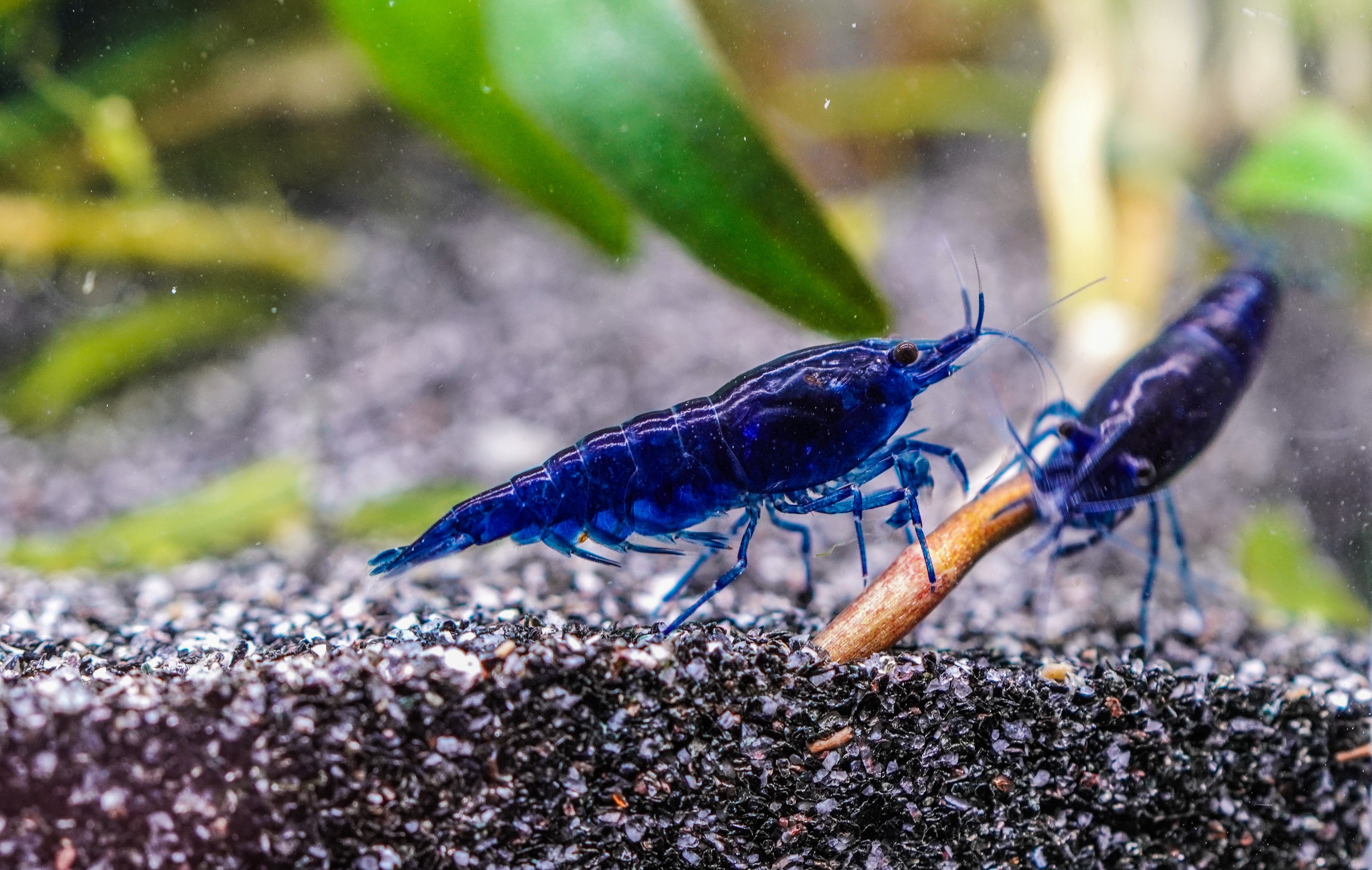Blue Dream Garnelen Nahaufnahme im Aquarium