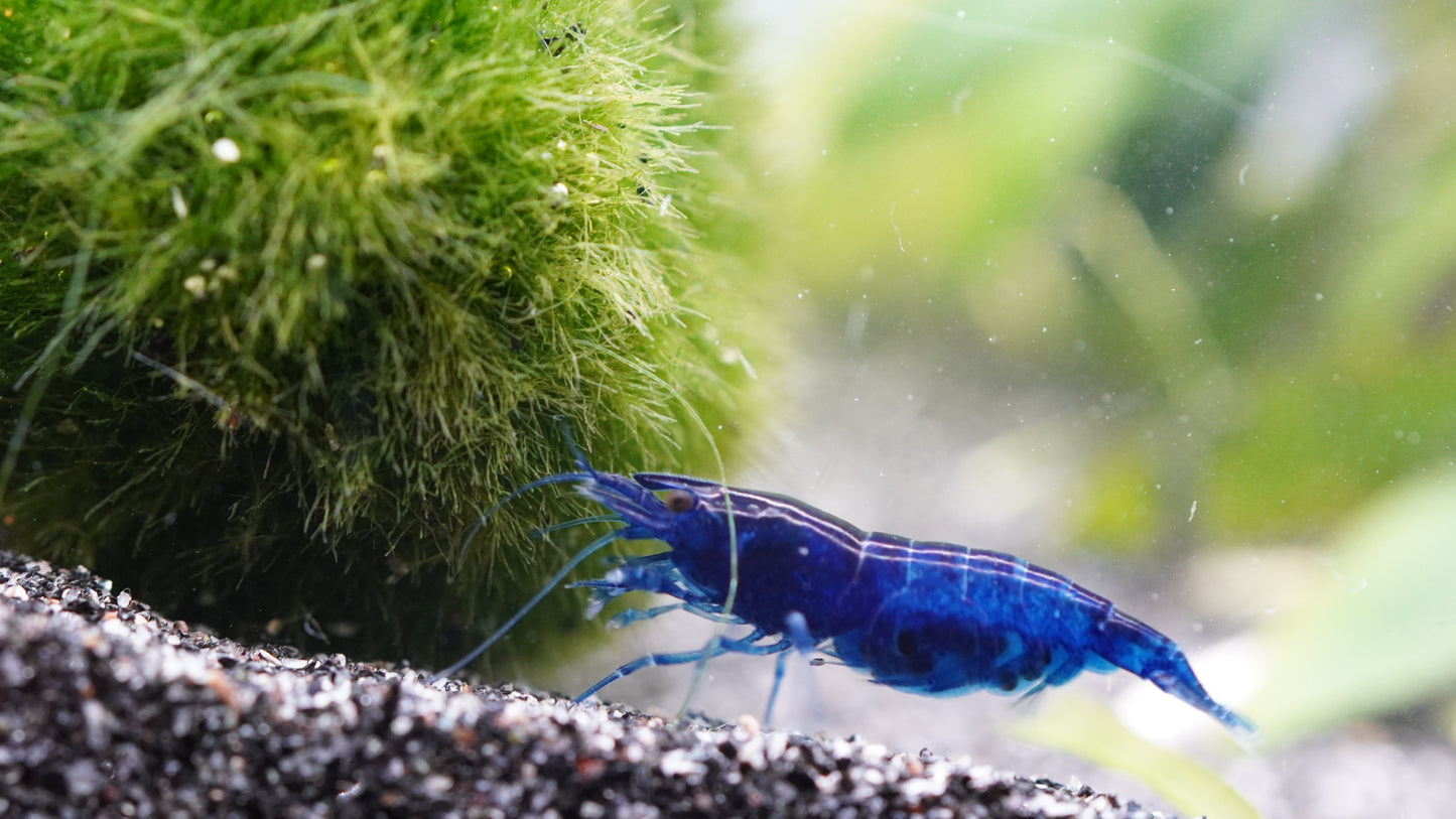 Zwerggarnele (Neocaridina) blue Dream mit Eier auf dunklen Bodengrund im Aquarium