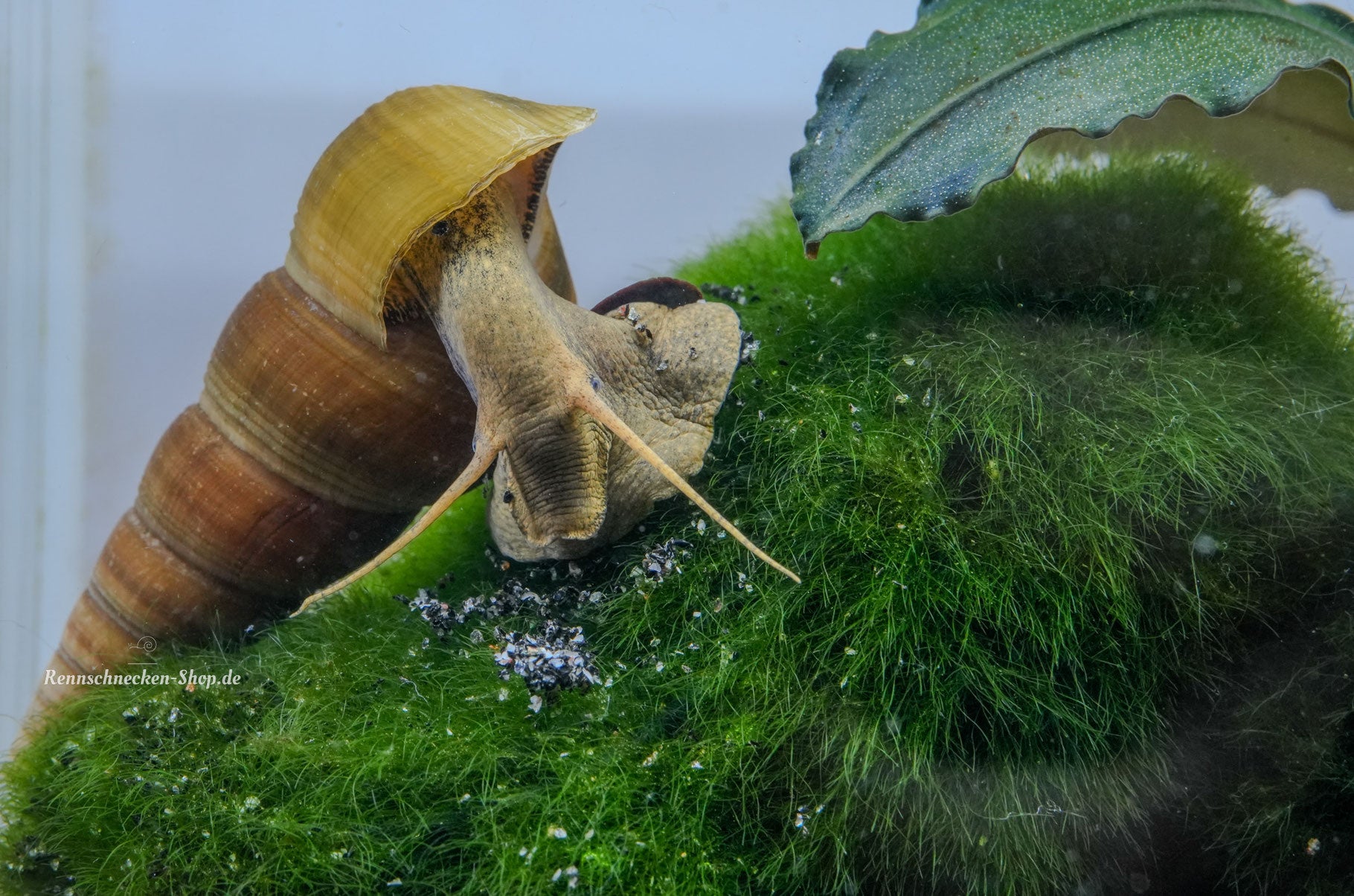 Riesenturmdeckelschnecke Britta Hercules beim fressen auf einer Mooskugel