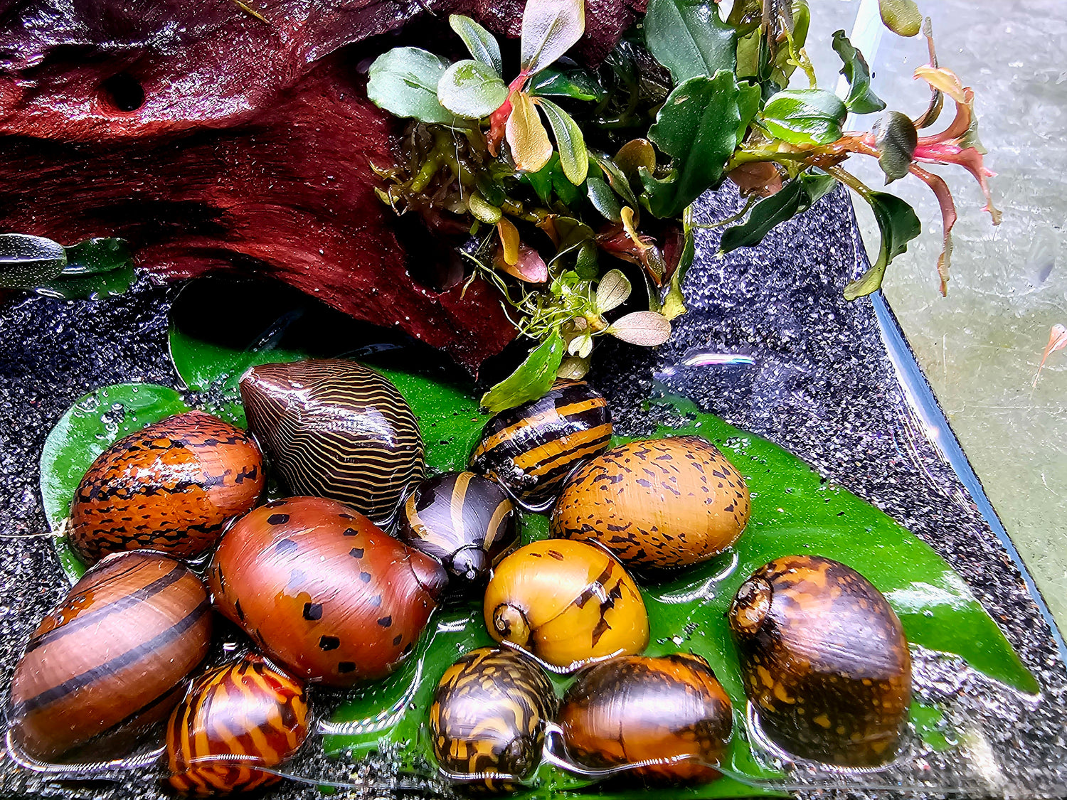 Bunte Tüte Rennschnecken Mix 10 Stk (Neritina SP)
