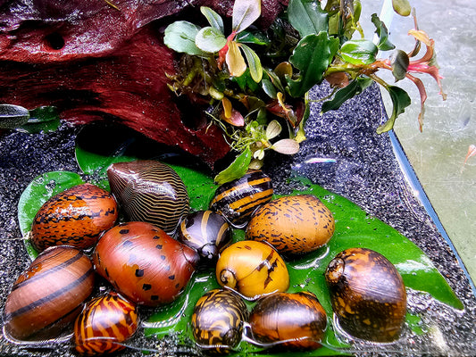 Bunte Tüte Rennschnecken Mix 10 Stk (Neritina SP)