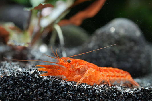 Orangener Zwerflusskrebs (CPO) beim fressen im aquarium