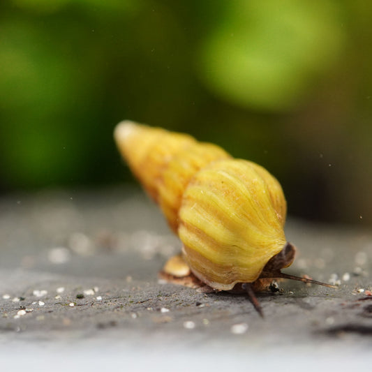 goldene Raubschnecke (Clea helena) im aquarium auf einem Lavastein in Nahaufnahme