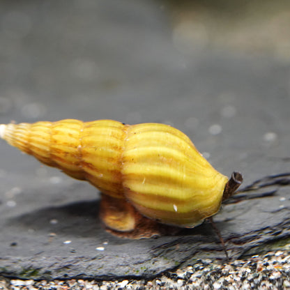 goldene Raubschnecke im aquarium in Nahaufnahme