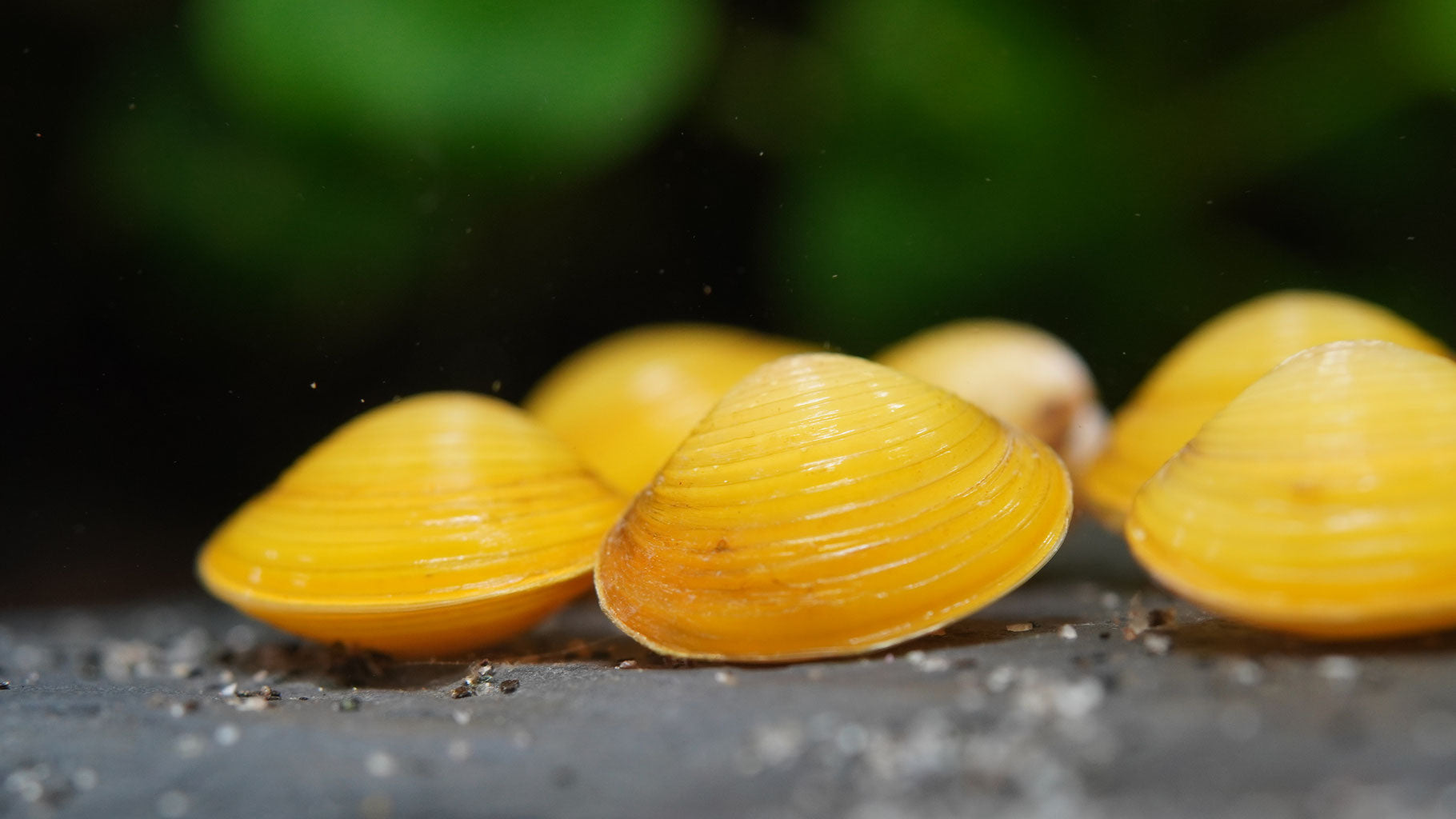 goldene Körbchenmuschel auf schwarzen Boden  in Nahaufnahme