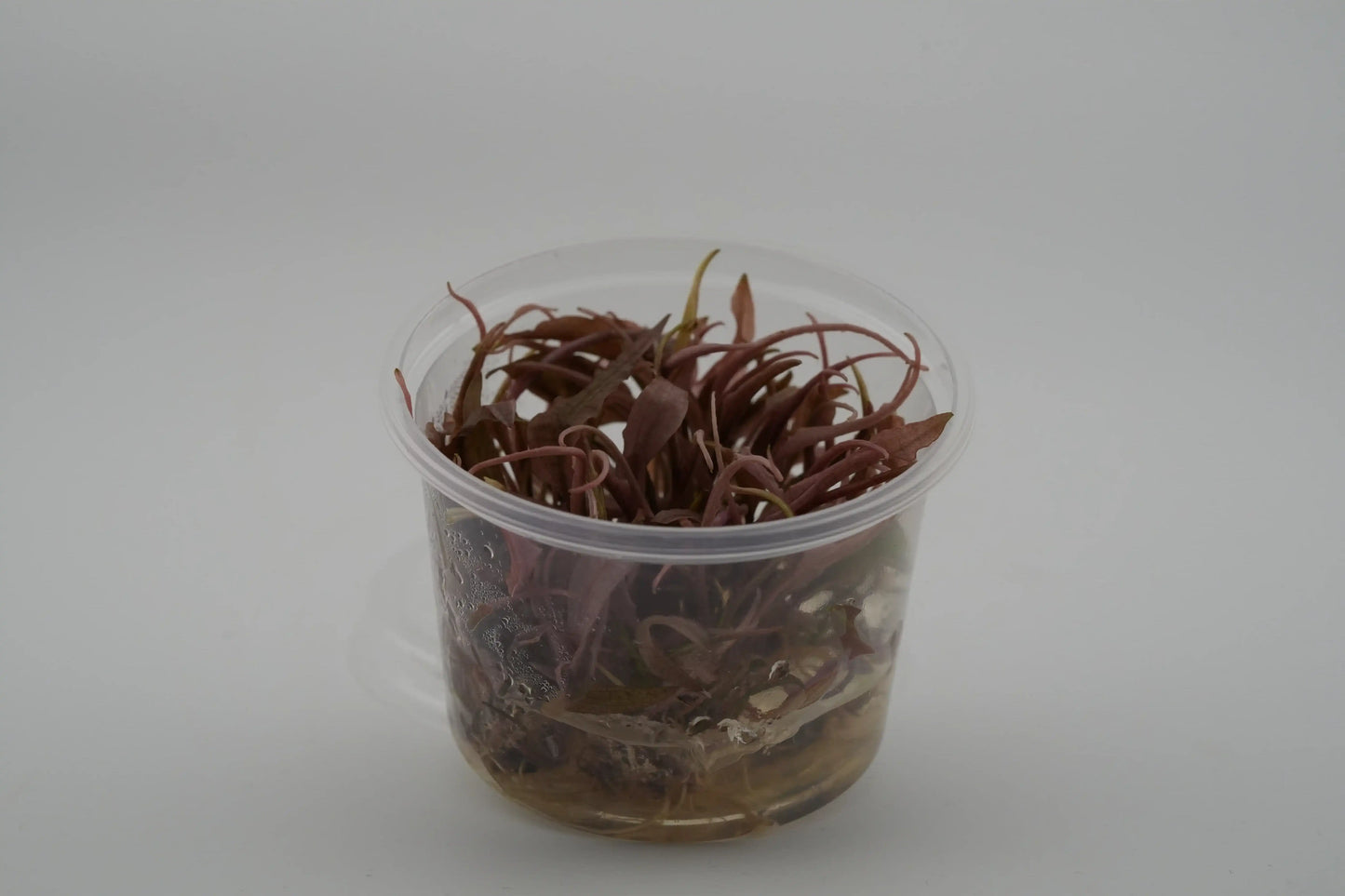 Cryptocoryne 'Flamingo' InVitro