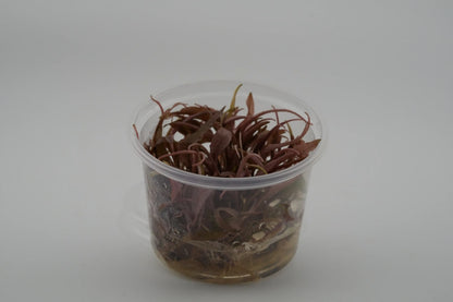 Cryptocoryne 'Flamingo' InVitro