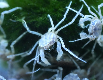 Microkrabbe – Limnopilos naiyanetri | Winzige Süßwasserkrabbe