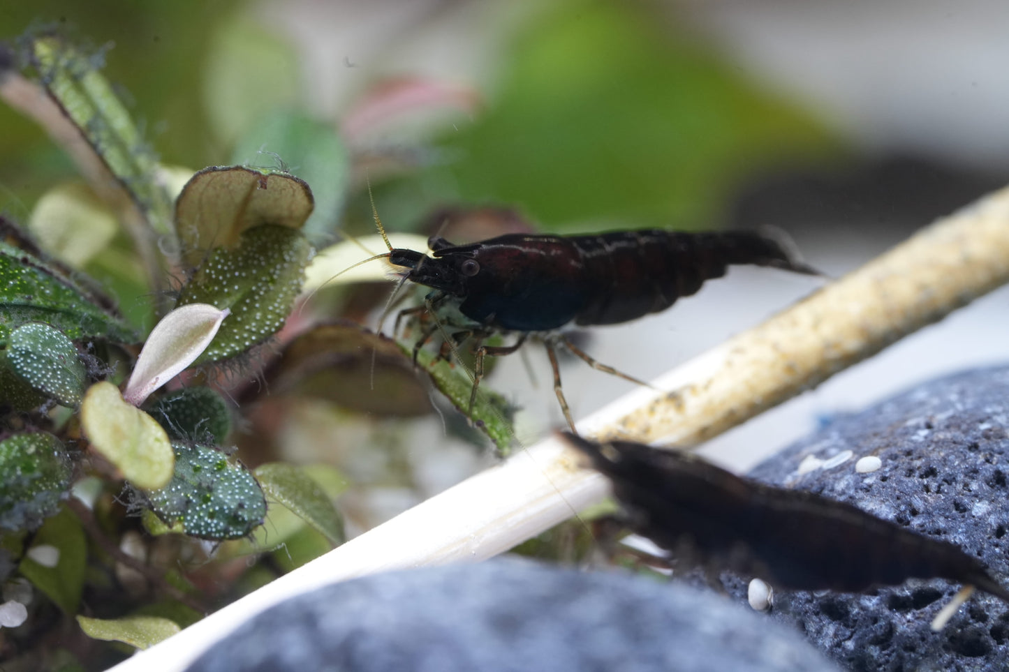 Black Sakura Zwerggarnele (Neocaridina davidi) – Tiefschwarze Eleganz für dein Aquarium