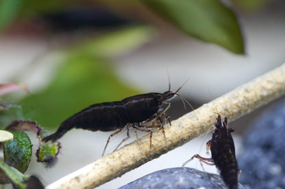 Black Sakura Zwerggarnele (Neocaridina davidi) – Tiefschwarze Eleganz für dein Aquarium