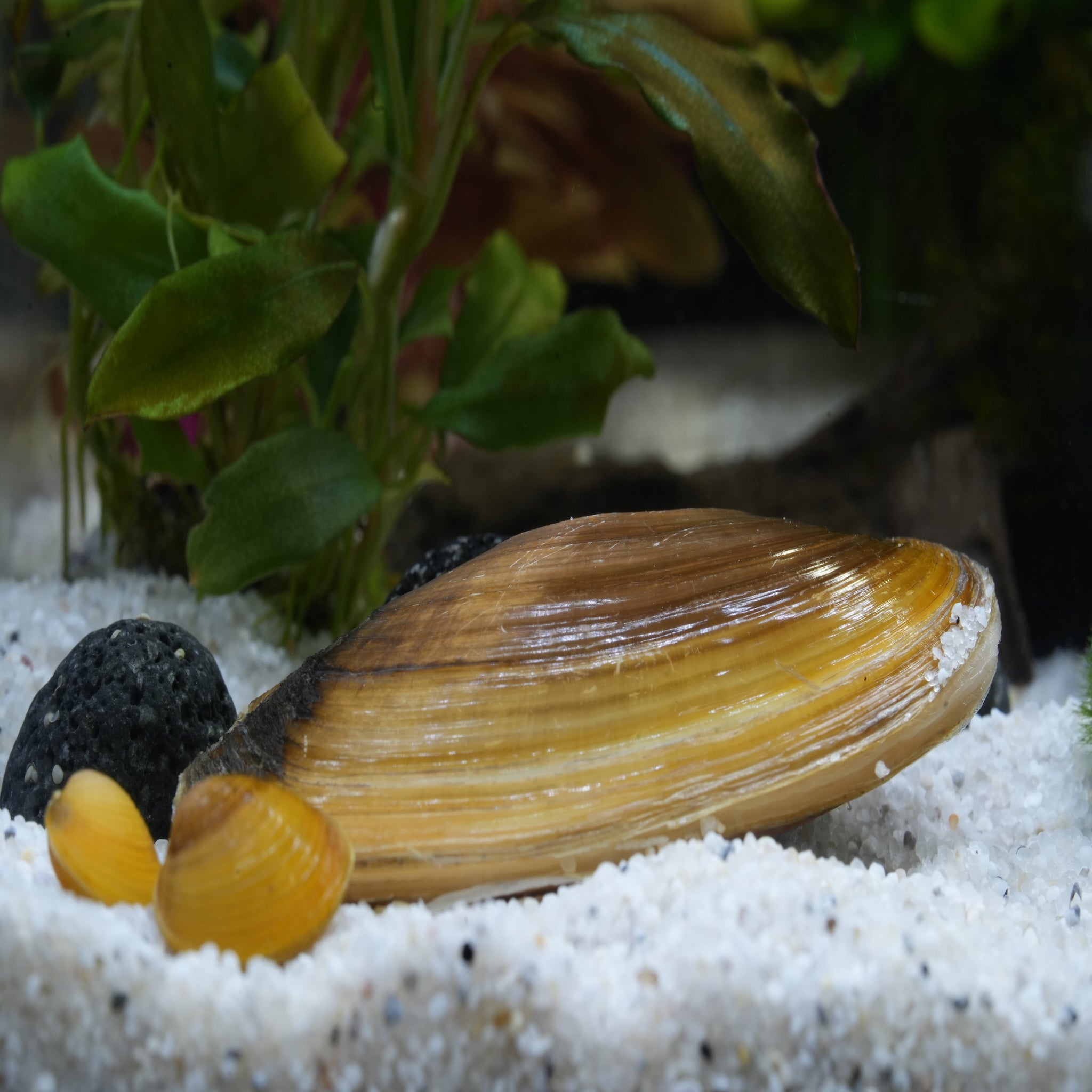 Muschel im Aquarium in der Farbe gold auf weißen Bodengrund