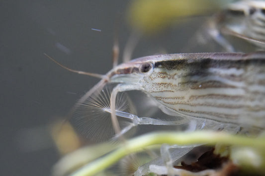 Fächergarnele (atyopsis moluccensis) mit ausgebreitetenFächern