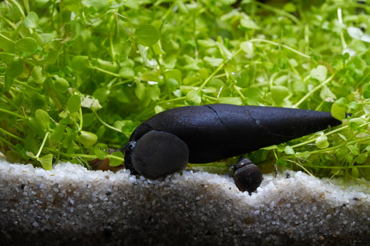 Teufelsdornschnecke Faunus Ater