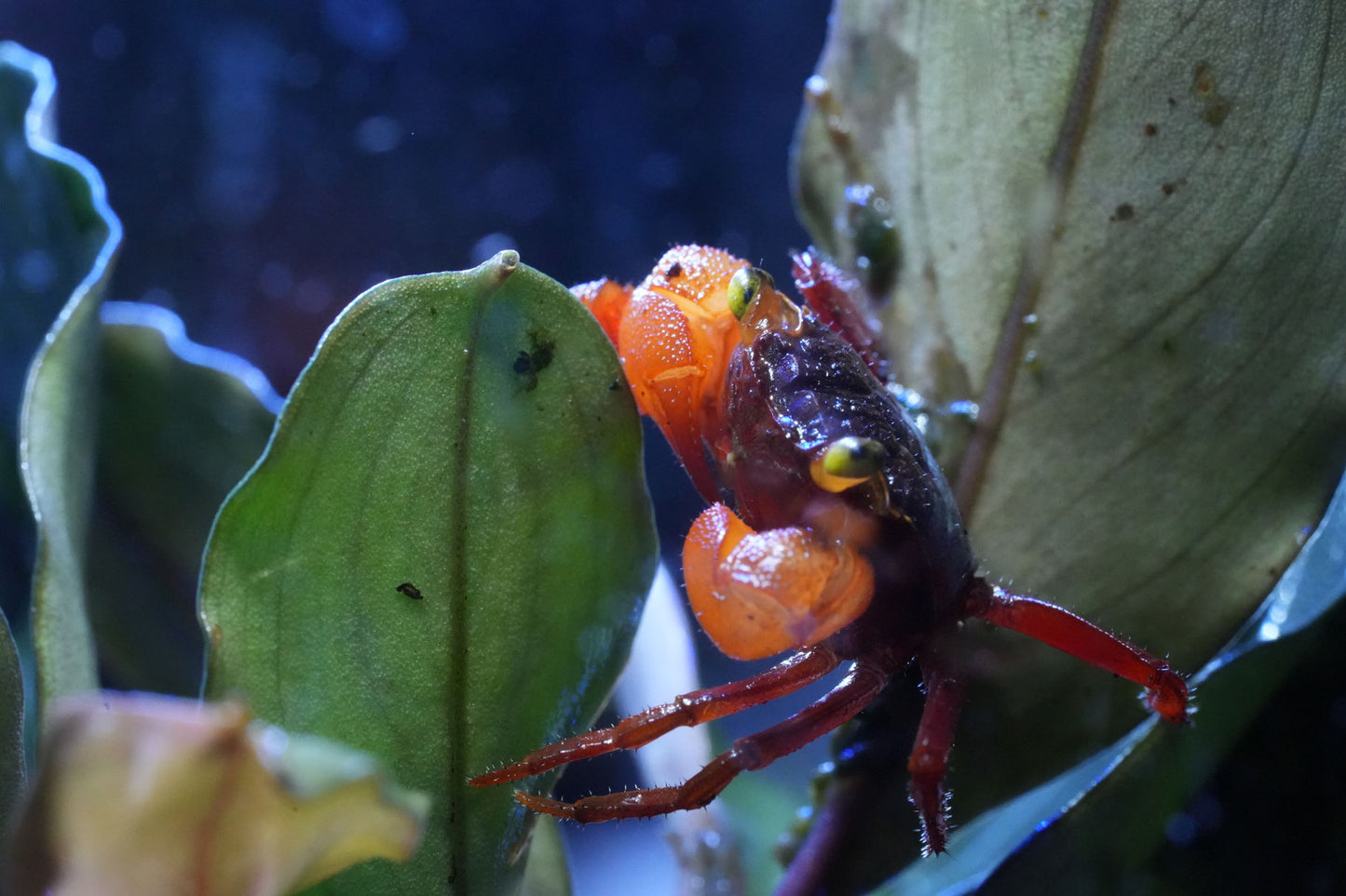 geosesarma vampirkrabbe mandarin die auf einem Blatt sitzt in den färben rot,orange und grau