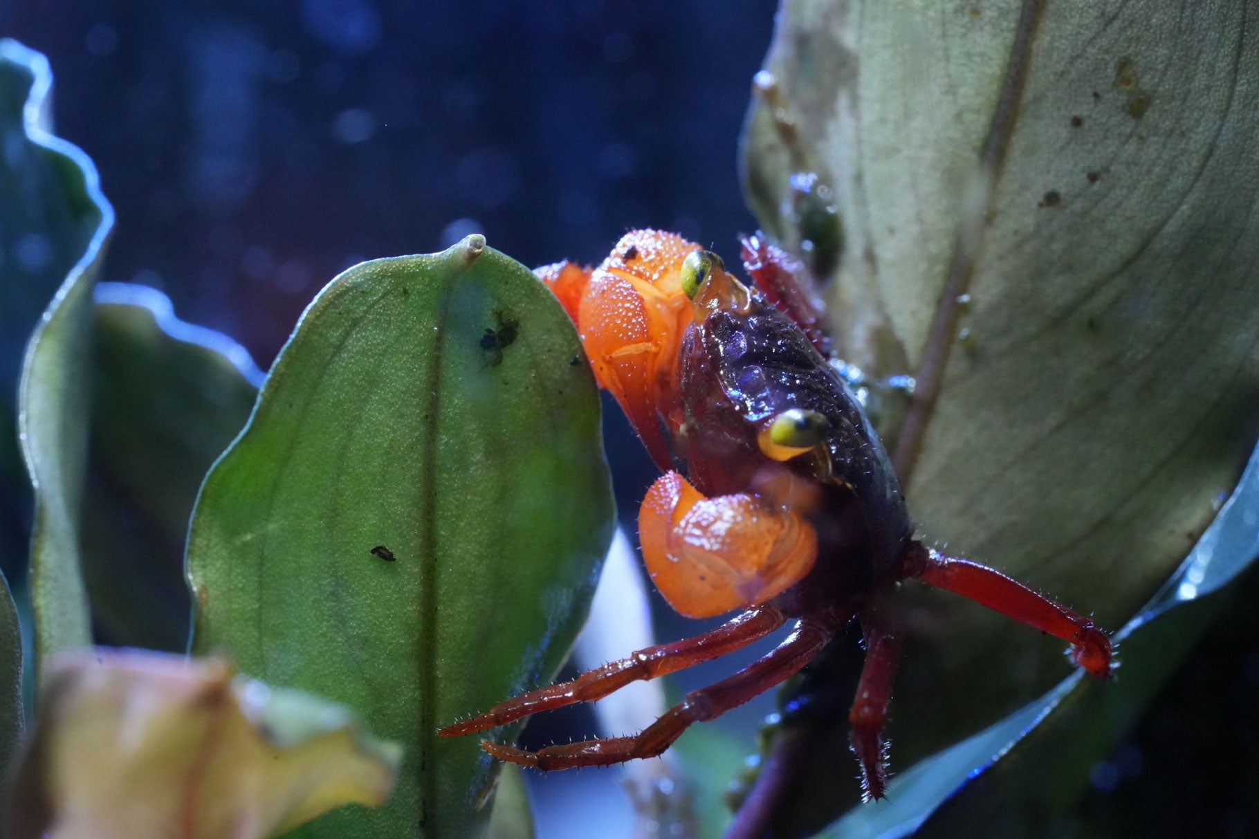 geosesarma vampirkrabbe mandarin die auf einem Blatt sitzt in den färben rot,orange und grau