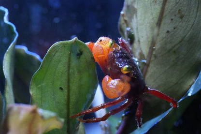 geosesarma vampirkrabbe mandarin die auf einem Blatt sitzt in den färben rot,orange und grau