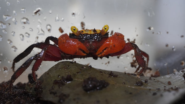 vampirkrabbe (geosesarma rouxi)  die auf einem grünen Blatt sitzt