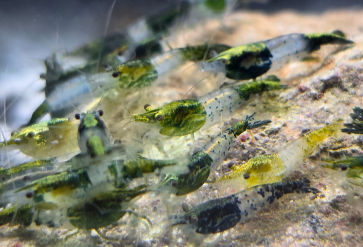 Green Rili Zwerggarnele kaufen | Neocaridina davidi