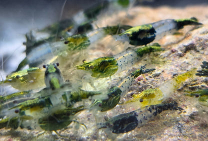 Green Rili Zwerggarnele kaufen | Neocaridina davidi