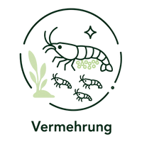 Vermehrung: im Süßwasser möglich